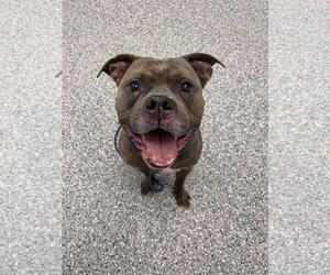 American Staffordshire Terrier-Eurasier Mix Dogs for adoption in Front Royal, VA, USA