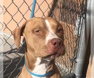 Bullboxer Pit Dogs for adoption in Grand Junction, CO, USA