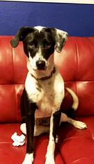 Lab-Pointer Dogs for adoption in Raytown, MO, USA