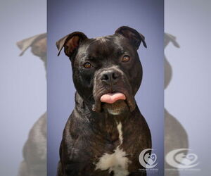 Staffordshire Bull Terrier-Unknown Mix Dogs for adoption in Raleigh, NC, USA