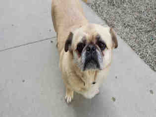 Puginese Dogs for adoption in Rancho Cucamonga, CA, USA