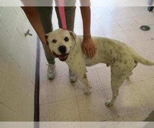 American Bulldog Dogs for adoption in Naples, FL, USA