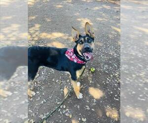 German Shepherd Dog Dogs for adoption in Santa Barbara, CA, USA