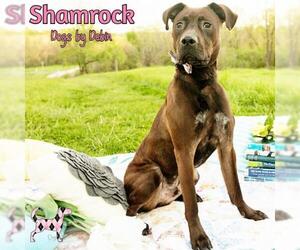 Labrador Retriever-Staffordshire Bull Terrier Mix Dogs for adoption in Kansas City, MO, USA