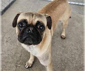 Pug Dogs for adoption in Bakersfield, CA, USA