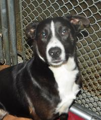Borador Dogs for adoption in Marble, NC, USA