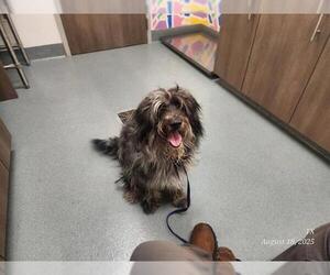 Old English Sheepdog Dogs for adoption in Baytown, TX, USA