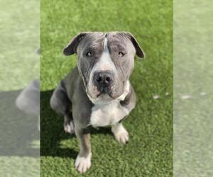 American Pit Bull Terrier-Unknown Mix Dogs for adoption in Santa Monica, CA, USA