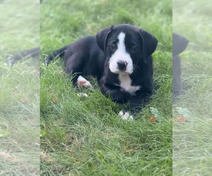 Labrador Retriever-Staffordshire Bull Terrier Mix Dogs for adoption in Duluth, MN, USA