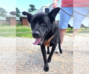 German Shepherd Dog-Unknown Mix Dogs for adoption in Tabernash, CO, USA