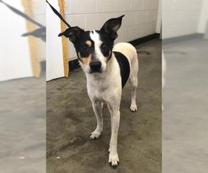 Rat Terrier Dogs for adoption in San Martin, CA, USA