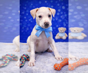 Bulldog-Unknown Mix Dogs for adoption in Sanford, FL, USA