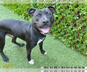 American Pit Bull Terrier Dogs for adoption in West Palm Beach, FL, USA