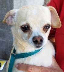 Chug Dogs for adoption in Surprise , AZ, USA