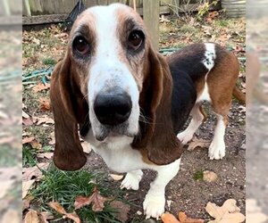 Small Basset Hound