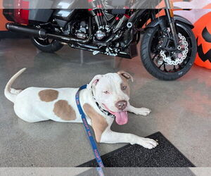 American Pit Bull Terrier-Unknown Mix Dogs for adoption in Germantown, OH, USA