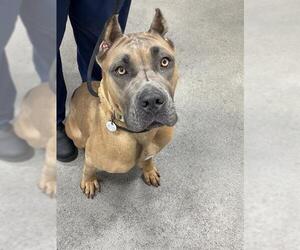 Mastiff Dogs for adoption in Forestville, MD, USA