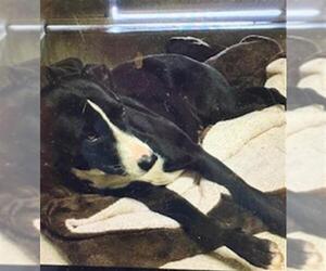 American Pit Bull Terrier Dogs for adoption in Riverside, CA, USA