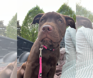 Labrador Retriever-Unknown Mix Dogs for adoption in Holly Springs, NC, USA
