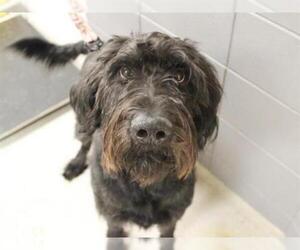Labradoodle Dogs for adoption in Fort Wayne, IN, USA