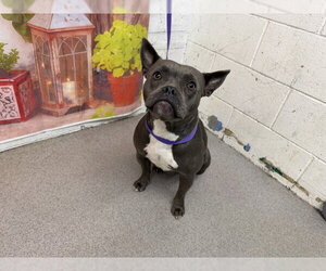 Mutt Dogs for adoption in San Bernardino, CA, USA