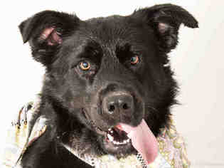 Australian Shepherd-German Shepherd Dog Mix Dogs for adoption in South Lake Tahoe, CA, USA