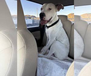 Argentinian Mastiff-Unknown Mix Dogs for adoption in Williamsburg, NM, USA