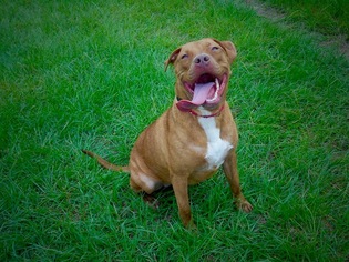 American Pit Bull Terrier-Unknown Mix Dogs for adoption in Williston, FL, USA