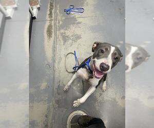 American Staffordshire Terrier-Unknown Mix Dogs for adoption in Tallahassee, FL, USA