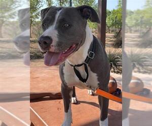 American Pit Bull Terrier-Unknown Mix Dogs for adoption in Las Vegas, NV, USA