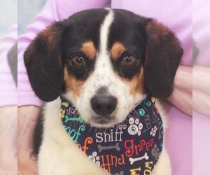 Beaglier Dogs for adoption in Garfield Heights, OH, USA