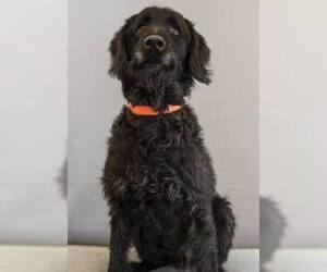 Labrador Retriever Dogs for adoption in Pacolet, SC, USA