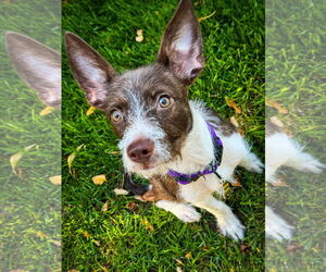 Boston Terrier-Unknown Mix Dogs for adoption in Sandy, UT, USA