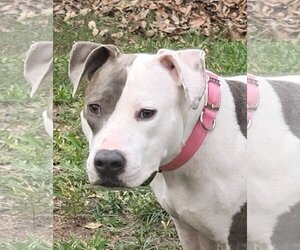 American Pit Bull Terrier-Unknown Mix Dogs for adoption in Mobile, AL, USA