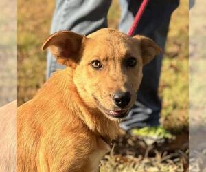 Catahoula Leopard Dog-Unknown Mix Dogs for adoption in Yardley, PA, USA