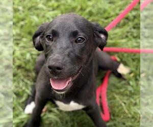 Mutt Dogs for adoption in Yardley, PA, USA