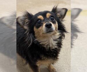 Chihuahua Dogs for adoption in Sacramento, CA, USA