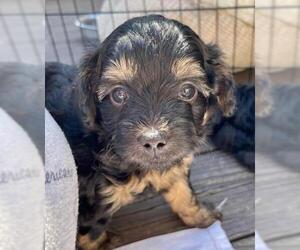 Malchi Dogs for adoption in Tuscaloosa, AL, USA