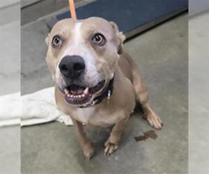 Mutt Dogs for adoption in Camarillo, CA, USA