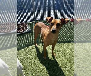 Chiweenie Dogs for adoption in Chula Vista, CA, USA