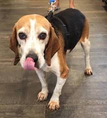 Beagle Dogs for adoption in Atlanta, GA, USA