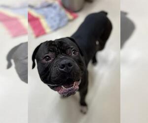 Mutt Dogs for adoption in Center Township, PA, USA