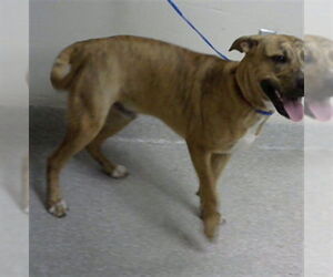 American Pit Bull Terrier-Unknown Mix Dogs for adoption in Pasadena, TX, USA
