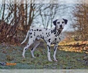 Dalmatian Dogs for adoption in Mt Carmel, PA, USA