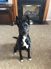 Small American Staffordshire Terrier-German Shepherd Dog Mix