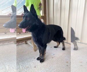 German Shepherd Dog Dogs for adoption in LOGANVILLE, GA, USA