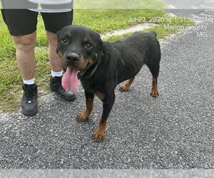 Rottweiler-Unknown Mix Dogs for adoption in Ocala, FL, USA