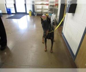 Doberman Pinscher Dogs for adoption in Temple, TX, USA