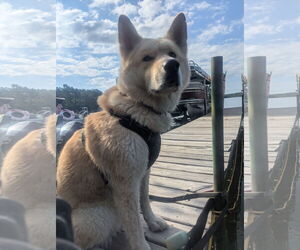 Akita-Shiba Inu Mix Dogs for adoption in Princeton, MN, USA