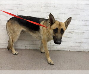German Shepherd Dog Dogs for adoption in San Bernardino, CA, USA